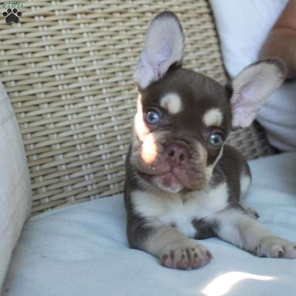 Maverick, French Bulldog Puppy